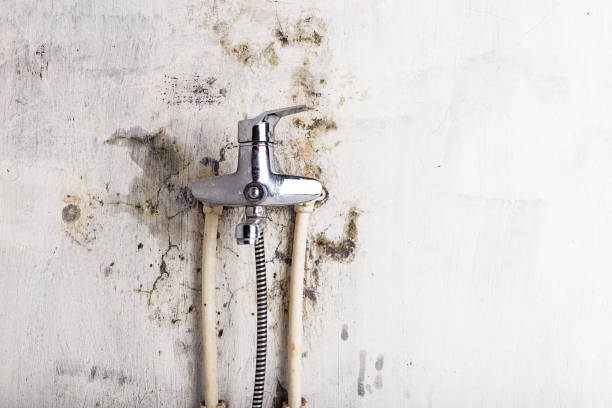 Best Same-Day Mold Removal  in Kingsport, TN