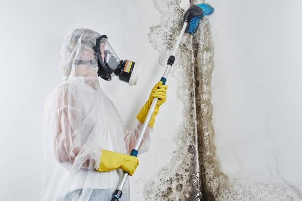Best Toxic Mold Removal  in Kingsport, TN