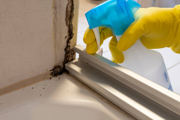 Best Mold Damage Repair  in Kingsport, TN