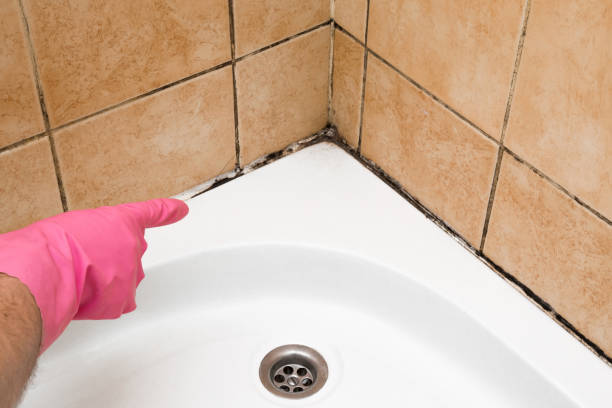 Best Mold Testing  in Kingsport, TN