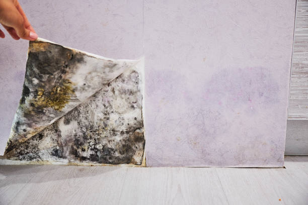 Trusted Kingsport, TN Mold Removal Experts